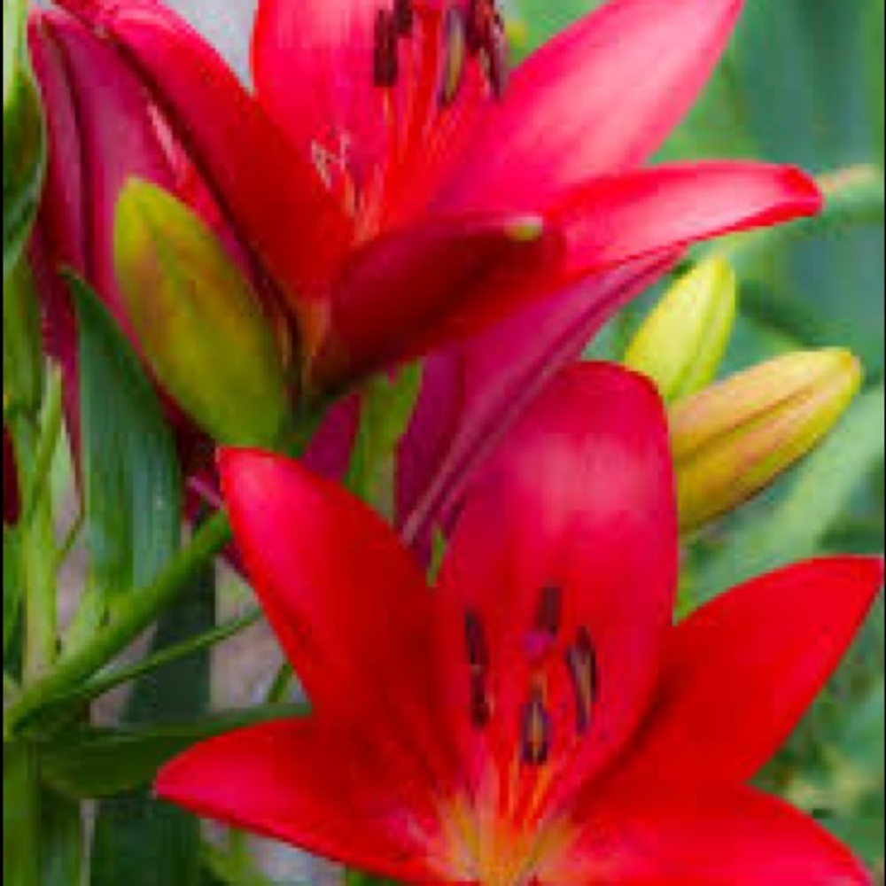 Meet your Posher, Roxanne